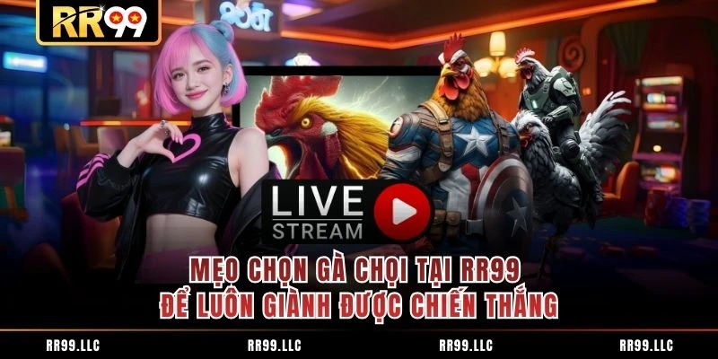 Mẹo Chọn Gà Chọi Tại RR99 Để Luôn Giành Được Chiến Thắng